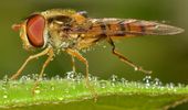 A hoverfly's vision system serves as the basis for this acoustic drone detection and tracking approach