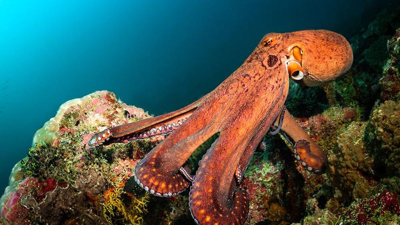 A Penn State-led collaboration developed an artificial skin made completely of rubber that mimics both the elasticity and cognitive characteristics found in octopuses and other cephalopods.    Credit: Volodymyr Ivanenko/iStock. All Rights Reserved.