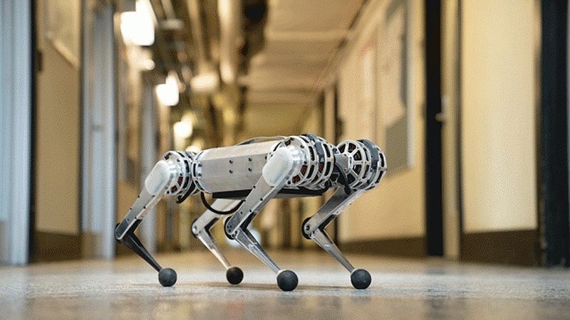 MIT’s new mini cheetah robot is springy, light on its feet, and weighs in at just 20 pounds.  Photo: Bryce Vickmark