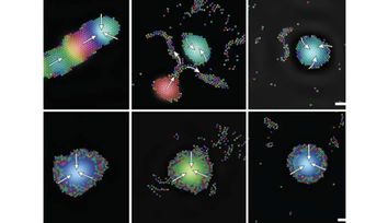 Tiny robots use sound to self-organize into intelligent groups