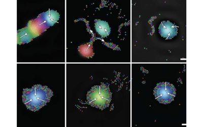 Tiny robots use sound to self-organize into intelligent groups