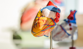 Finding inspiration to rebuild human heart muscle