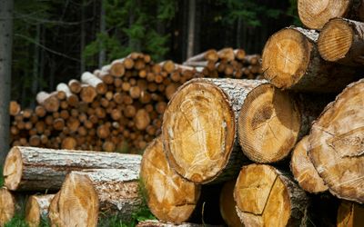 Transforming wood waste for sustainable manufacturing