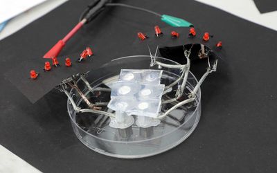 Researchers Develop Biocompatible Support Device for Artificial Organs