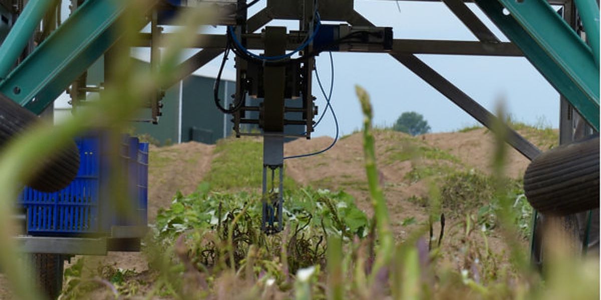 Harvesting robots could make green asparagus cheaper