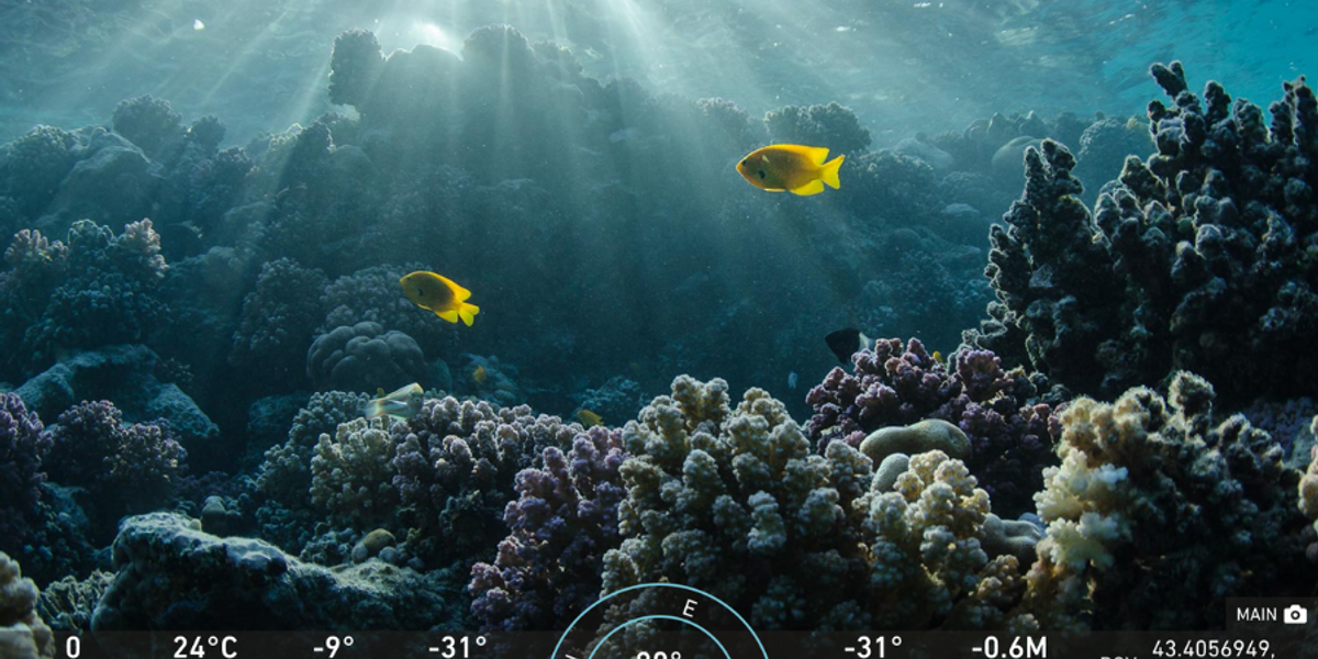 Image showing the screen of a Deep Trekker underwater ROV controller. The camera is looking at coral with fish in the background. 