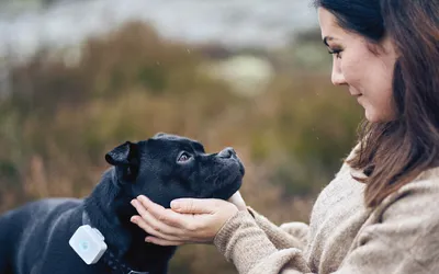 Bluetooth LE and cellular IoT wearables help us take care of our pets