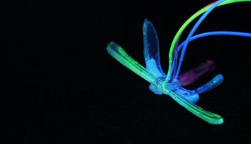 Soft Robotic Dragonfly Signals Environmental Disruptions