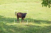 Farmed animal asset tracking with wireless tech
