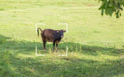 Farmed animal asset tracking with wireless tech