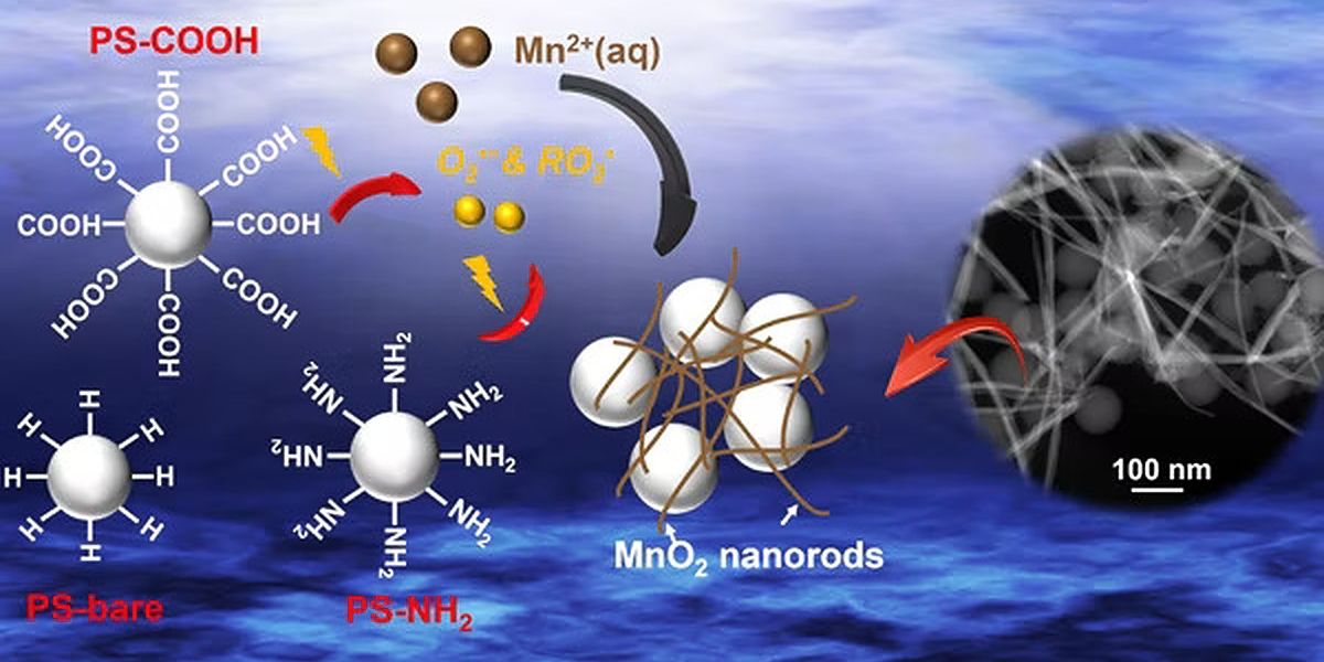 Nanoplastics facilitate redox chemistry in the environment under light illumination. Polystyrene latex beads (PS-bare) without surface modification, carboxylate-modified polystyrene latex beads (PS-COOH), and amine-modified polystyrene latex beads (PS-NH2) superoxide radicals (O2•−), peroxyl radicals (ROO•). (Credit: Jun lab)