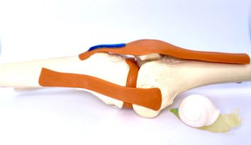 Towards more effective tendon repair with a multi-functional biomaterial