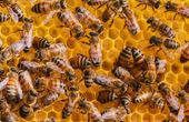 Studying collective bee behavior thanks to robotics