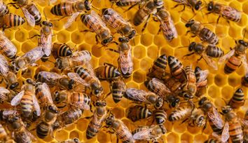Studying collective bee behavior thanks to robotics