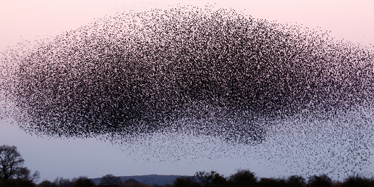 A starling roost in the United Kingdom. | Unsplash/James Wainscoat