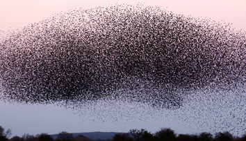 Could studying how animals move cohesively in a group teach us how to help drones fly safely?