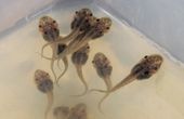 Cyborg tadpoles with soft, flexible neural implants