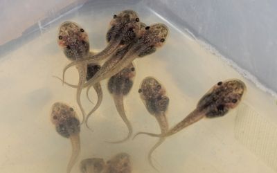 Cyborg tadpoles with soft, flexible neural implants