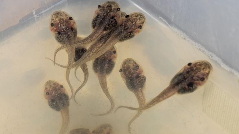 Cyborg tadpoles with soft, flexible neural implants