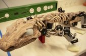 A robot recreates the walk of a 300-million-year-old animal
