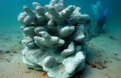 3D printing aids the design of artificial reefs at Sustainable Oceans International