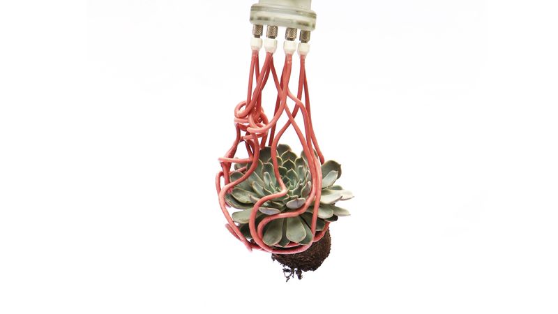 The gripper wrapping around a succulent. (Credit: Harvard Microrobotics Lab/Harvard SEAS)