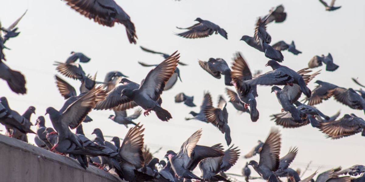 Feral pigeons can spread disease, consume crops, and damage buildings and vehicles — and they're scared of drones.