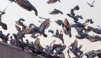 Autonomous drones, triggered by a machine learning algorithm, could solve the urban feral pigeon problem