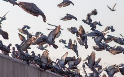 Autonomous drones, triggered by a machine learning algorithm, could solve the urban feral pigeon problem