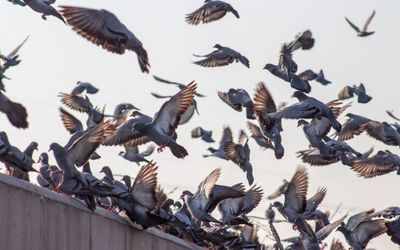 Autonomous drones, triggered by a machine learning algorithm, could solve the urban feral pigeon problem