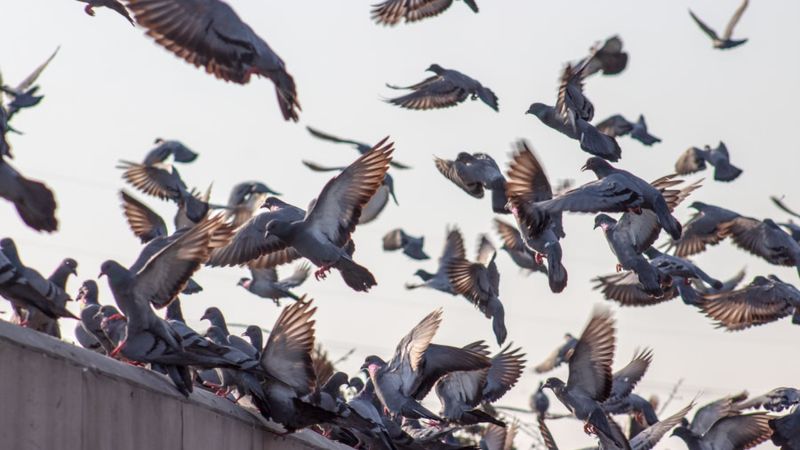 Feral pigeons can spread disease, consume crops, and damage buildings and vehicles — and they're scared of drones.