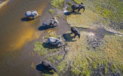 Artificial intelligence and big data can help preserve wildlife