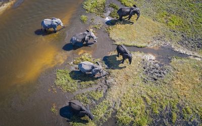 Artificial intelligence and big data can help preserve wildlife