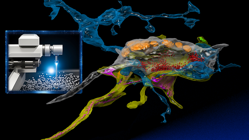 MIT researchers invented a technology and software to take electron microscopy to the next level by seamlessly integrating real-time machine learning into the imaging process — “smart microscopy.” Left image: Yaron Meirovitch via the Stable Diffusion XL AI image generator and Alex Shipps via the Midjourney AI image generator. Right image: Daniel Berger and Meirovitch, edited by Alex Shipps/MIT CSAIL