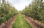 Complete Automation of a Micro-irrigation System with LPWAN Technology