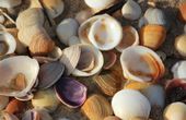 Seashells Inspire a Better Way to Recycle Plastic