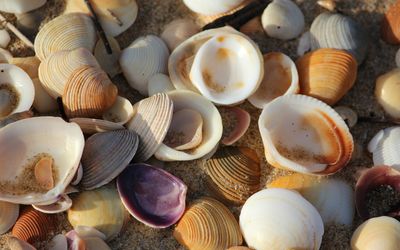 Seashells Inspire a Better Way to Recycle Plastic