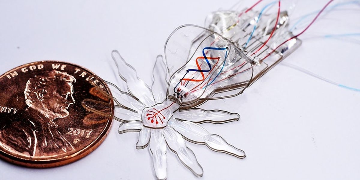 A new fabrication process enables the creation of soft robots at the millimeter scale with features on the micrometer scale as shown here with the example of a small soft robotic peacock spider with moving body parts and colored eyes and abdomens. Credit: Wyss Institute at Harvard University