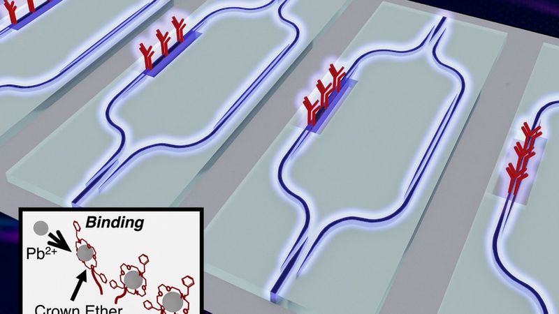 Artist’s impression of the chip surface, showing the on-chip light interferometer used to sense the presence of lead. The lead binding process to the crown ether is shown in the inset. Image: Jia Xu Brian Sia