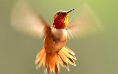 Hummingbird flight could provide insights for biomimicry in aerial vehicles