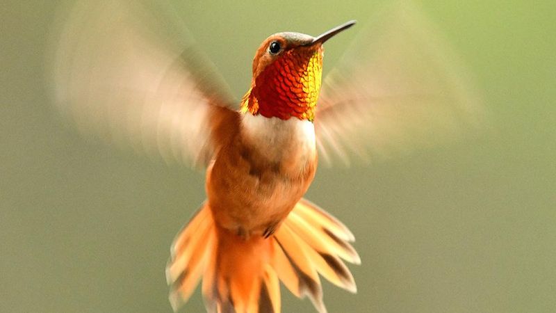 Hummingbirds have extreme aerial agility and flight forms, which is why many drones and other aerial vehicles are designed to mimic hummingbird movement. Using a novel modeling method, researchers gained new insights into how hummingbirds produce wing movement, which could lead to design improvements in flying robots. Credit: iStock/mlharing. All Rights Reserved.