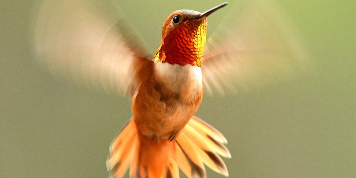 Hummingbirds have extreme aerial agility and flight forms, which is why many drones and other aerial vehicles are designed to mimic hummingbird movement. Using a novel modeling method, researchers gained new insights into how hummingbirds produce wing movement, which could lead to design improvements in flying robots. Credit: iStock/mlharing. All Rights Reserved.