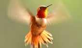Hummingbird flight could provide insights for biomimicry in aerial vehicles