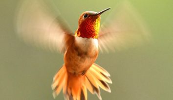 Hummingbird flight could provide insights for biomimicry in aerial vehicles