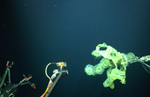 Research demonstrates success of new technology in conducting deep-sea research on fragile organisms