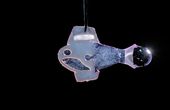 Biohybrid fish made from human cardiac cells swims like the heart beats
