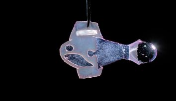 Biohybrid fish made from human cardiac cells swims like the heart beats