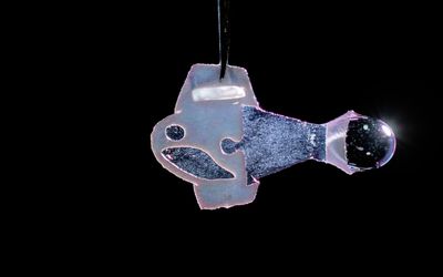 Biohybrid fish made from human cardiac cells swims like the heart beats