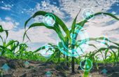 AI can change how farmers water their fields from cloud to soil