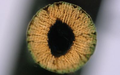 New 3D printing method 'grows' ultra-strong materials